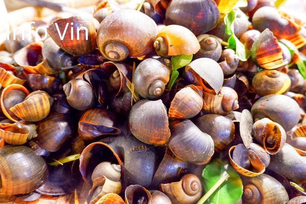 Cargolade de terroir: escargots gourmands en quête de vins blancs alternatifs.