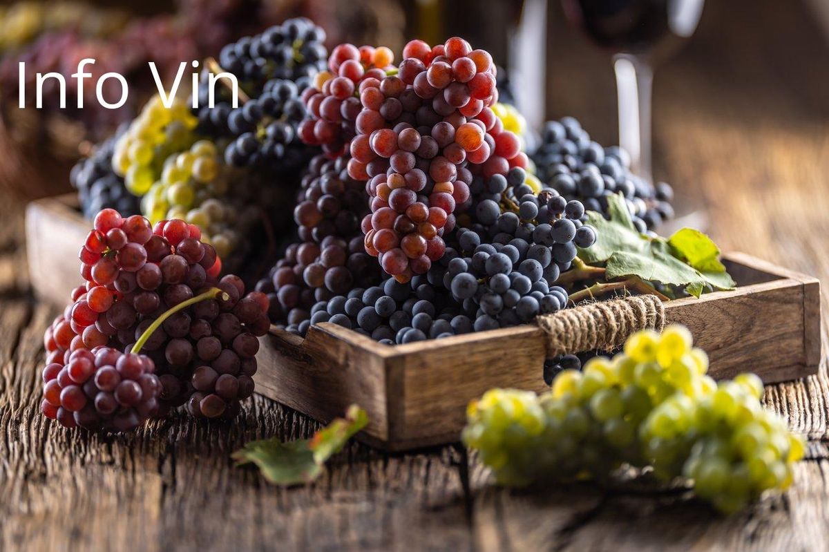 Cépages variés, clé des étiquettes: décryptage des vins étrangers commence ici.
