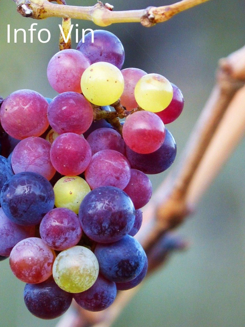 Couleurs vivaces: l'adaptation des cépages au climat changeant du nord de la France.