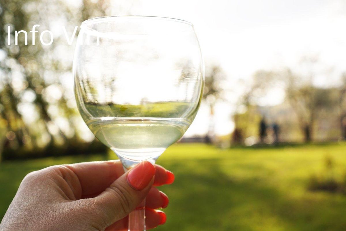 Déguster l'élégance : un verre de grand cru illuminé par le soleil dans un cadre bucolique.