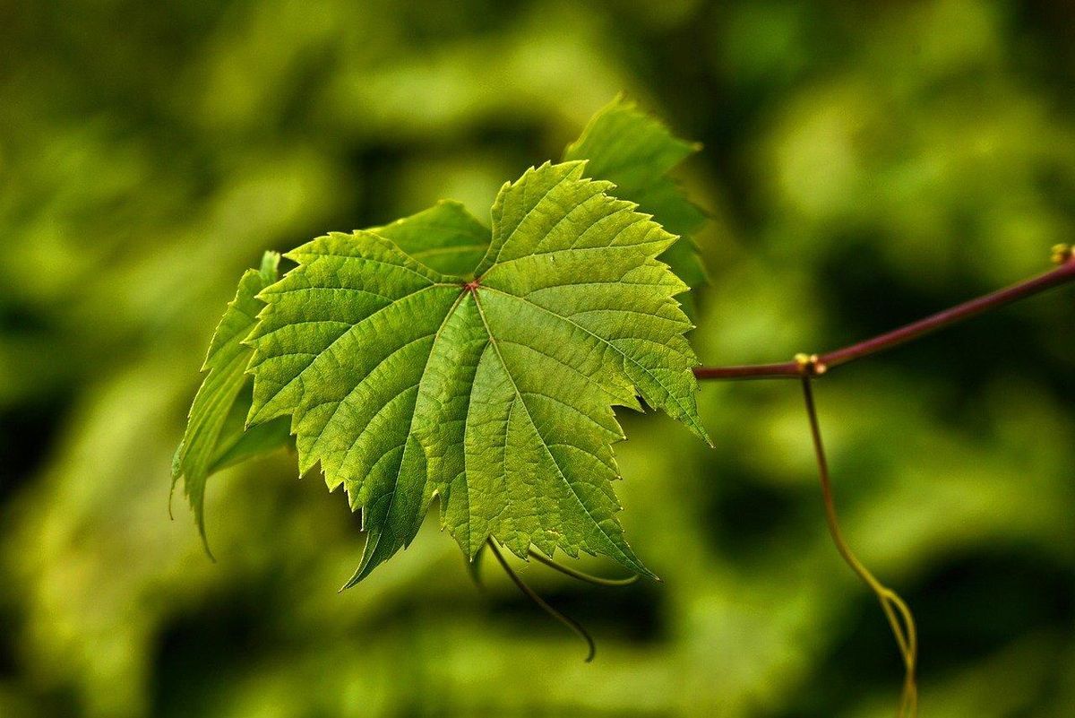 Feuille de vigne: l'essence discrète des cépages secondaires bourguignons.