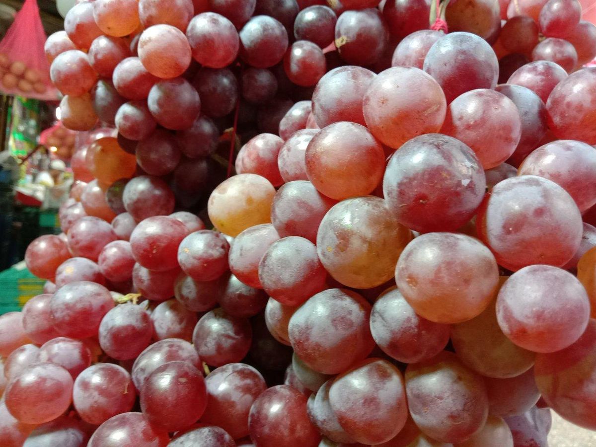 Grappe de raisins rouges et blancs en gros plan, illustration des différences pour le vin rouge, blanc et rosé.