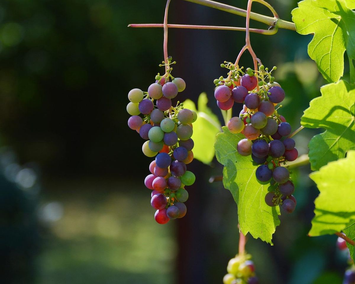 Grappes ensoleillées, promesse d'un bon millésime pour célébrer l'année de l'anniversaire.