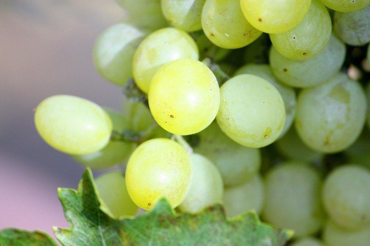 Le Chardonnay, éclat doré, maître des blancs de Bourgogne.