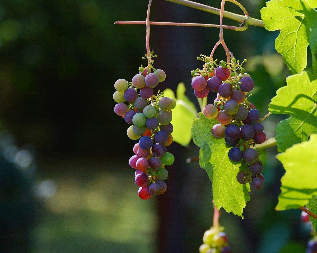 Raisins prêts à devenir les Médoc 2014, un millésime à son apogée.