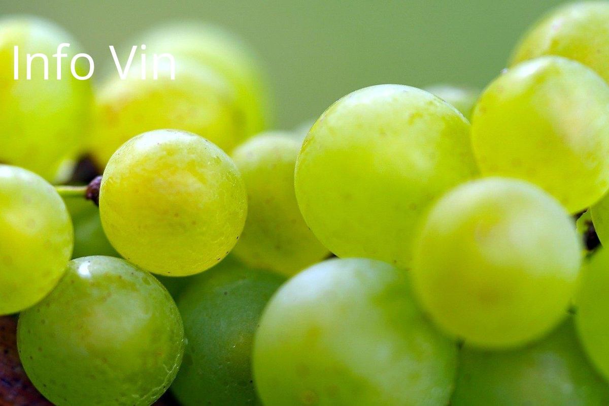 Raisins verdoyants: l'avenir durable des vignobles face aux défis climatiques.