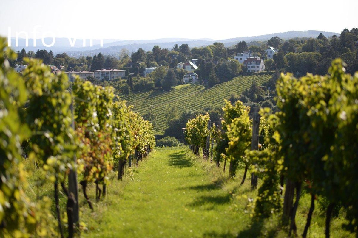 Un cadre idyllique où l'art vigneron magnifie chaque grain du terroir.