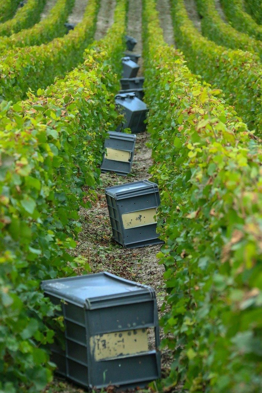 Vendanges en Bourgogne: renaître avec l'Aligoté dans des rangées verdoyantes.