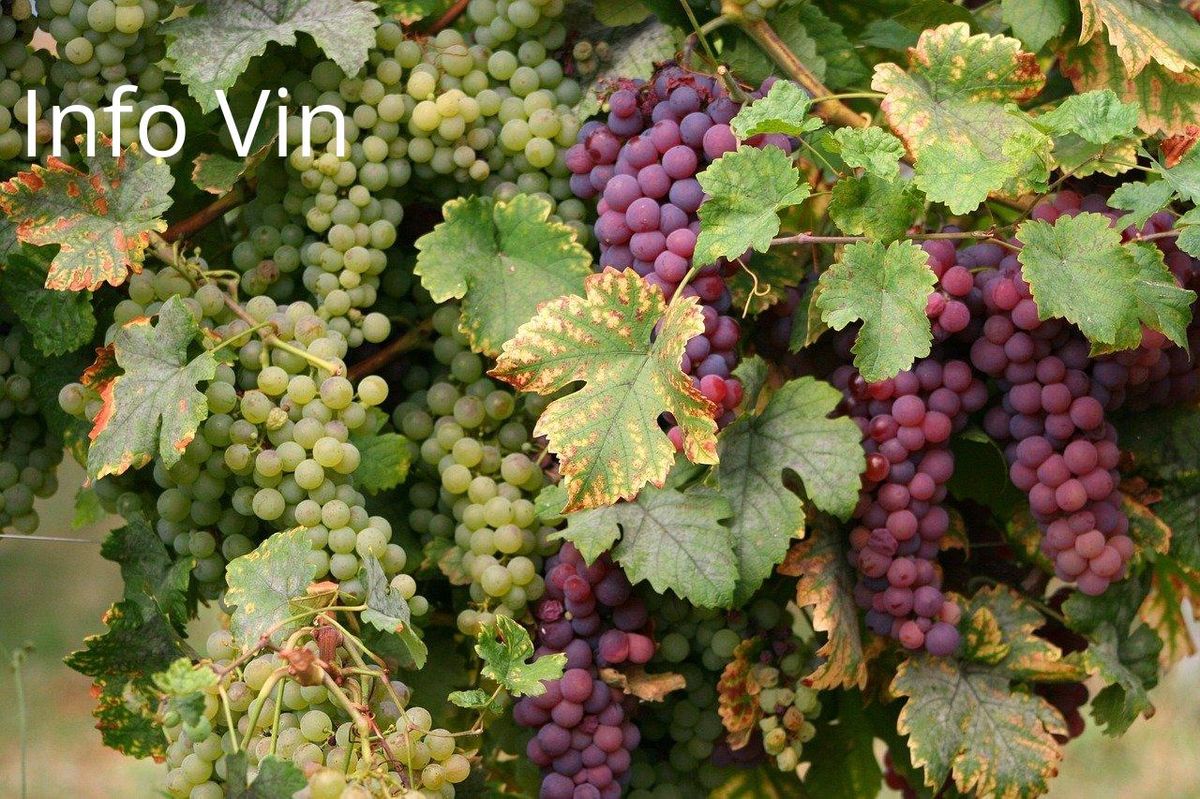 Vibrant quintessence des cépages : Riesling et Gewurztraminer en pleine maturité alsacienne.
