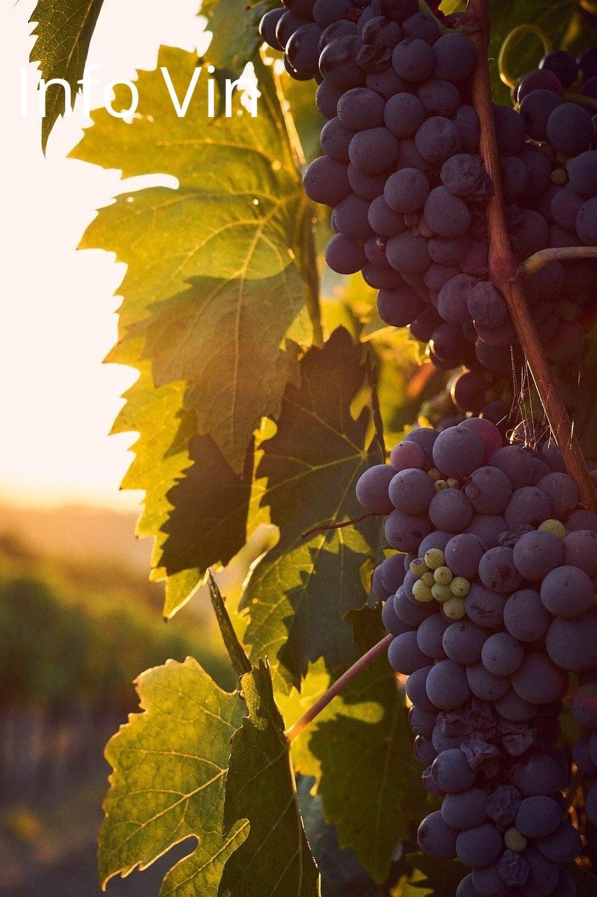 Vignes au couchant : l'art d'un vin parfait pour sublimer vos plats de fruits de mer.