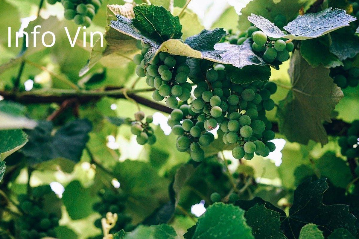 Vignes en évolution : un avenir durable face au climat.