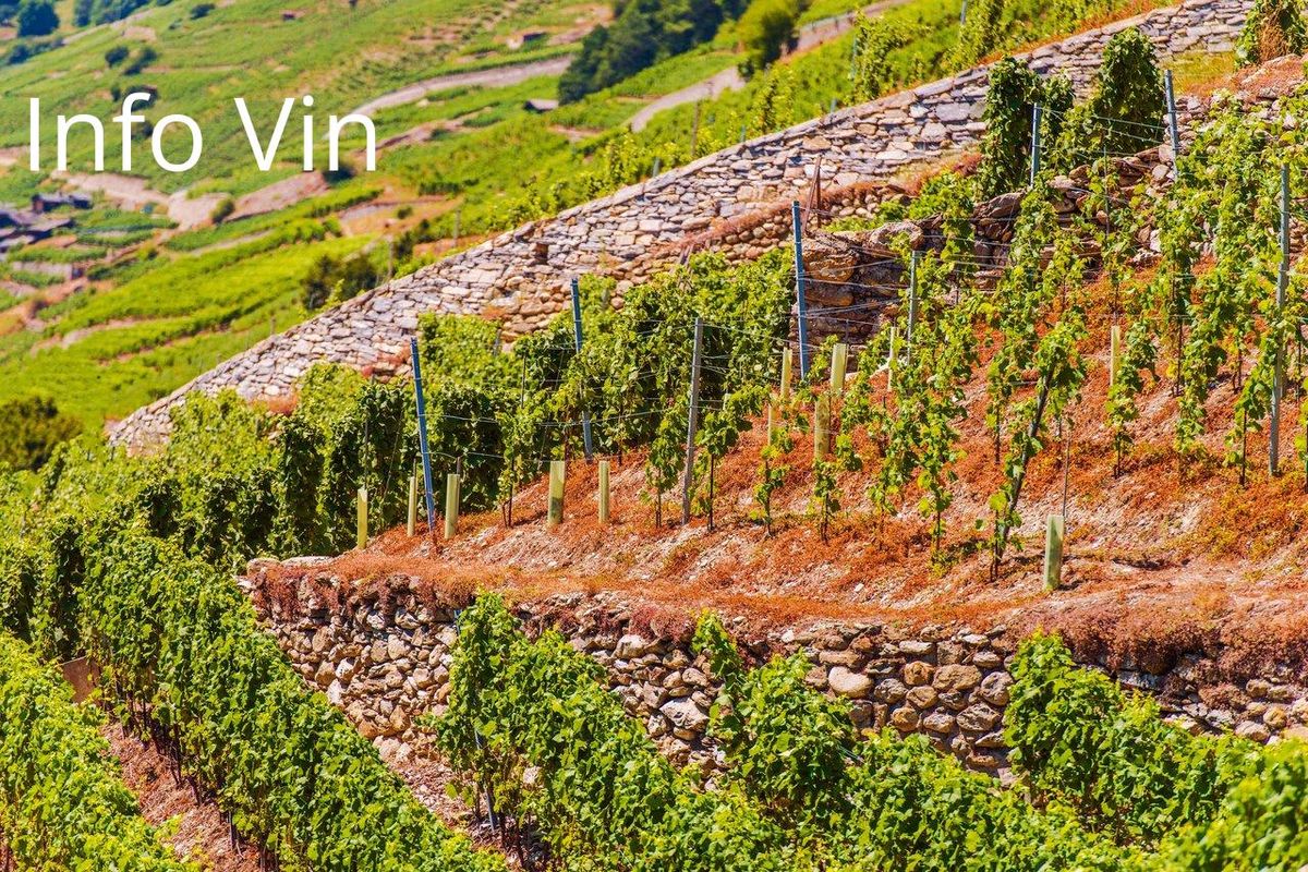 Vignes en terrasses, pierres et sols arides : la base d'un vin d'exception.
