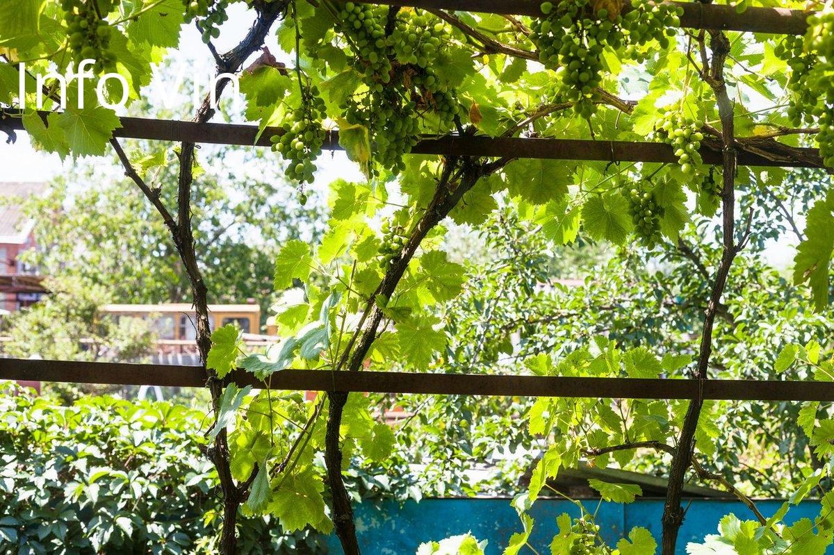 Vignes ensoleillées: un cadre serein pour un séjour œnotouristique au cœur des vignobles.