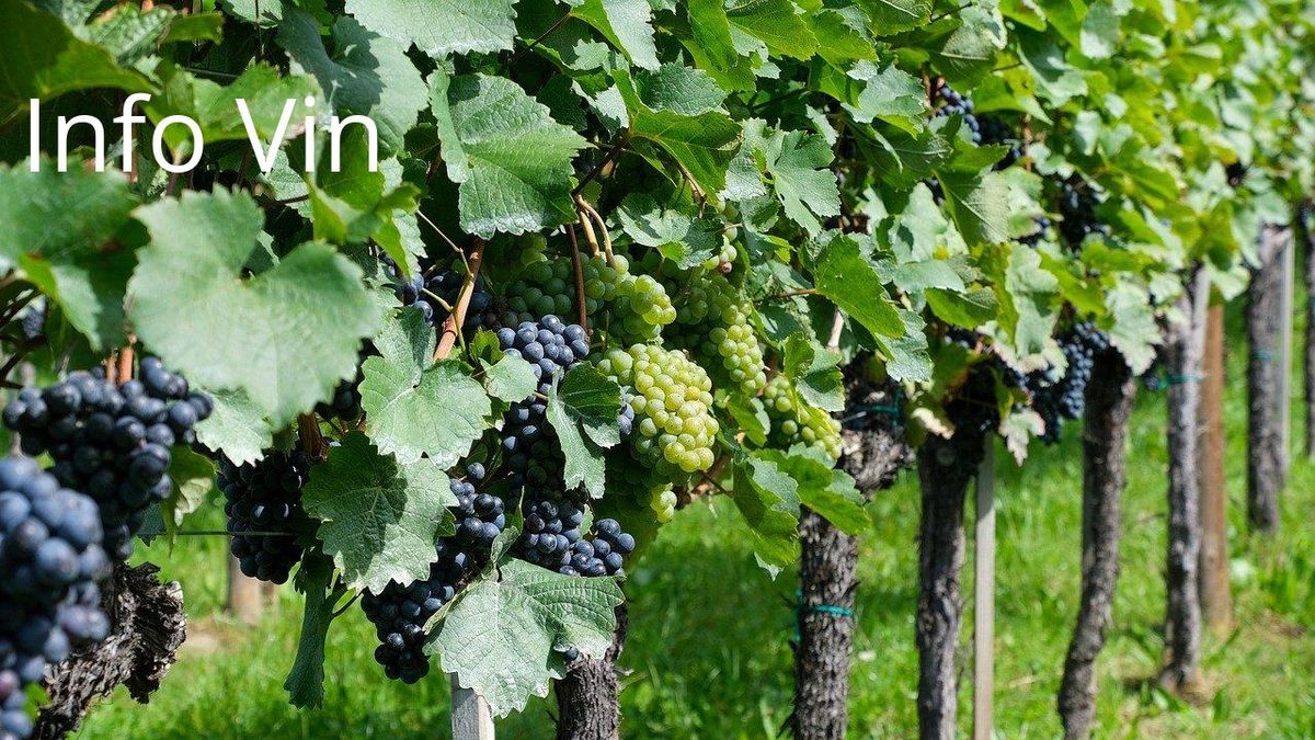 Vignes luxuriantes: entre tradition et défis pour préserver l'authenticité des AOC.