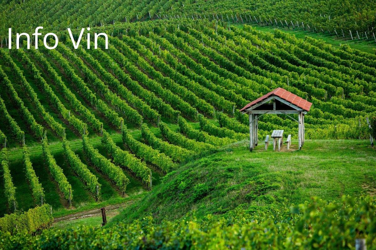 Vignes ondulantes sous un ciel bleu, un coin idyllique pour une pause lors de votre tour en Champagne.