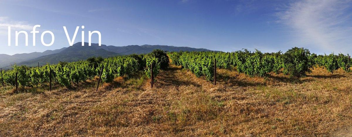 Vignes sous le soleil : l'essence du terroir bourguignon, creuset de crus d'exception.