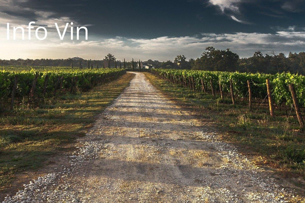 Vignes verdoyantes sous un ciel dramatique, symbolisant l'adaptation viticole durable.