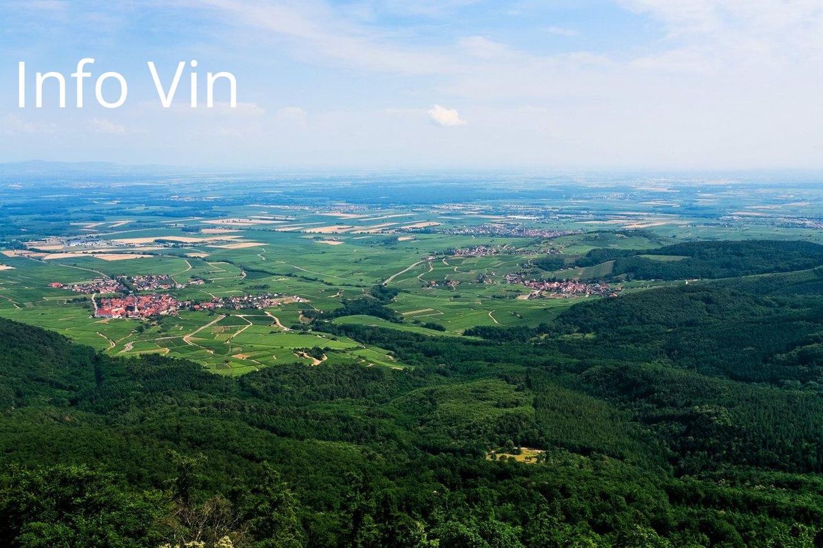 Vignobles d'Alsace: un panorama verdoyant révélant la richesse sensorielle des vins locaux.