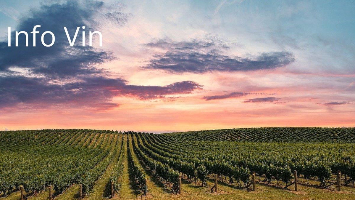 Vignobles mouvants : horizons nouveaux face au climat changeant.