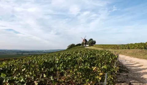 C’est quoi un Vin Naturel?
