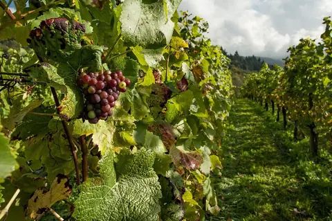 Château Marquis de Terme 2016 : notre test complet