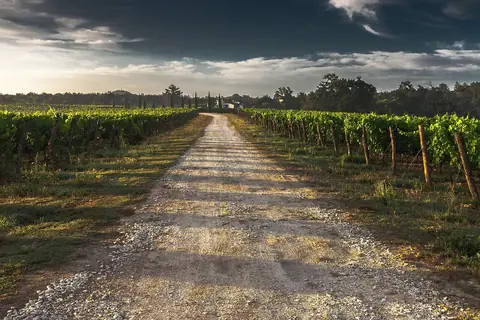 Clôturer son vignoble : les étapes essentielles