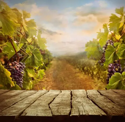 Comment choisir du bon vin blanc ?