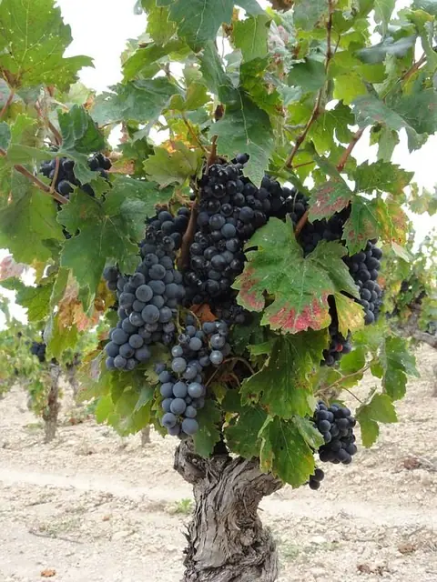 Découvrir les vins Primeurs du bordelais