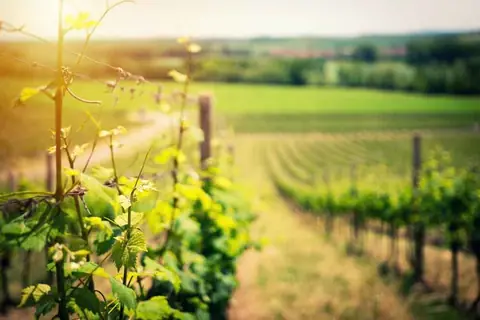 Histoire de la Vigne et débuts de la Viticulture