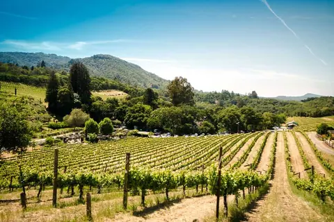 Fabrication du vin : le guide complet