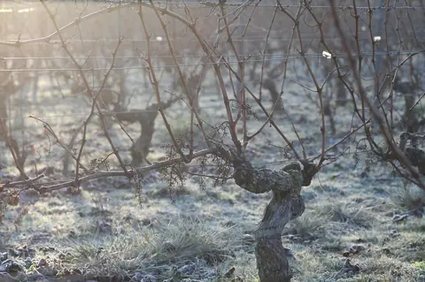 Le gel, un défi climatique et économique : vers une viticulture plus résiliente