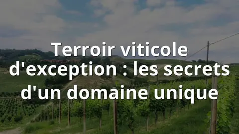 Terroir viticole d'exception : les secrets d'un domaine unique