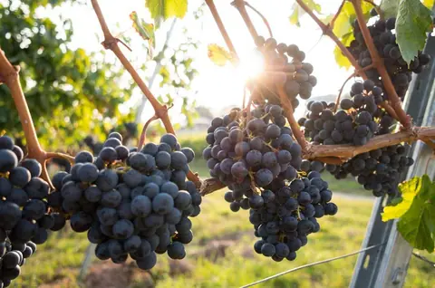Tout savoir sur la vigne et son cycle de développement