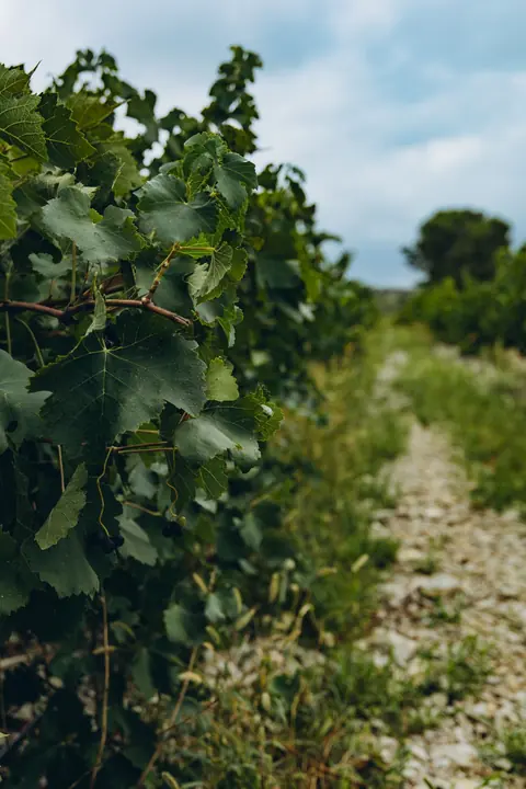 Vallée du Rhône