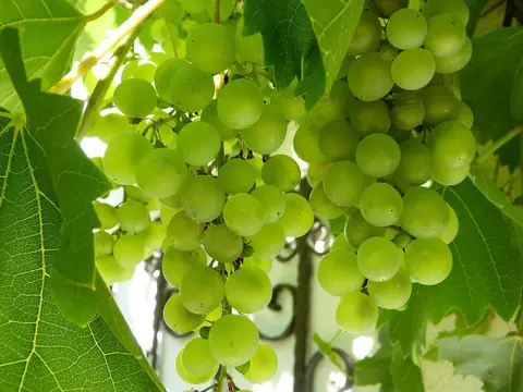 Vin bio Lyon : une production plus saine et plus respectueuse de l’environnement